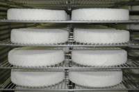 Fabrication du fromage - Développement dy mycélium sur jeunes fromages en cave d'affinage